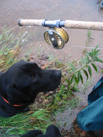 Buster the dog and fishing rod