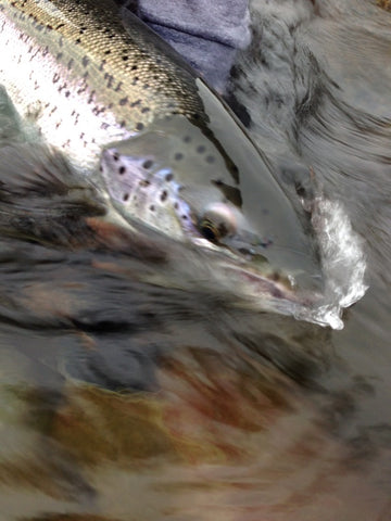 Released salmon