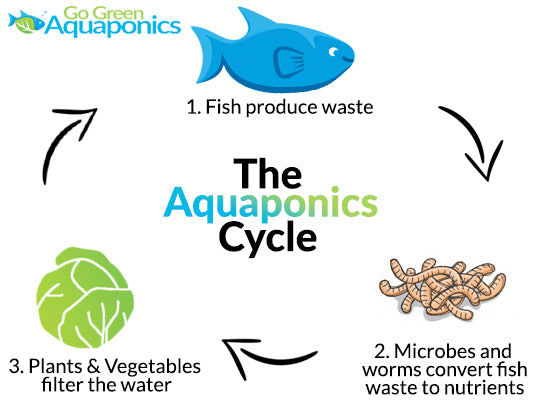 how aquaponics works