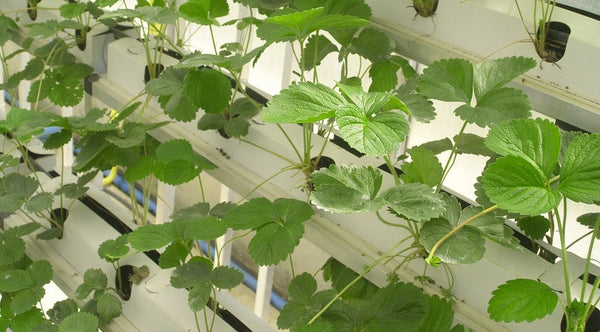 Plants Grown in NFT Aquaponics System