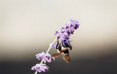 Oasis Black - Lavender Oil for Sunburn Relief