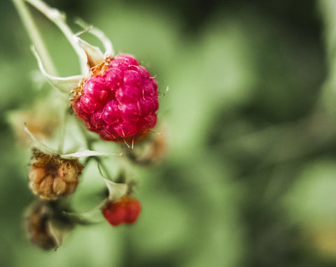 Oasis Black - Red Raspberry Seed Oil has a naturally high SPF