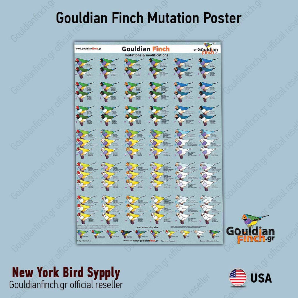 zebra finch mutations poster