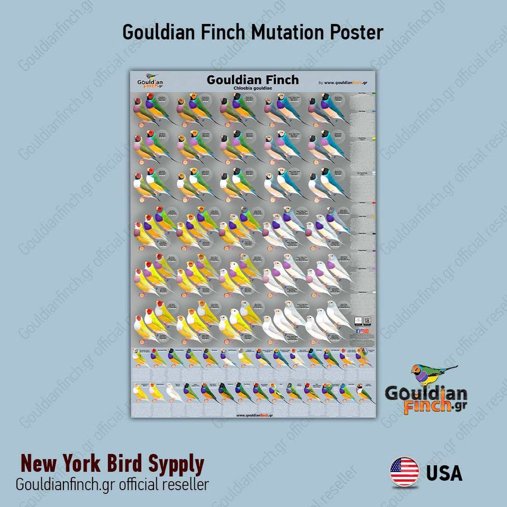 zebra finch mutations poster