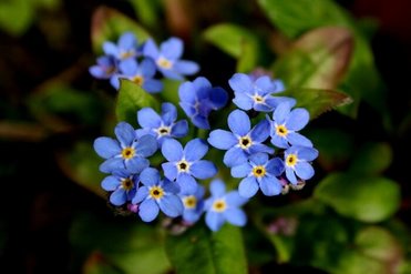 Forget-Me-Not flower