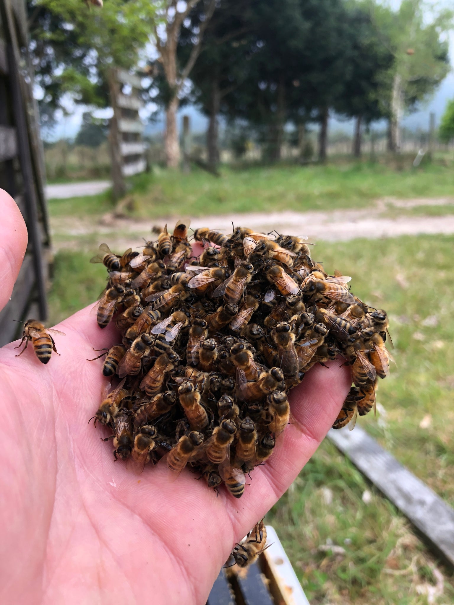 Handling a Beeswarm