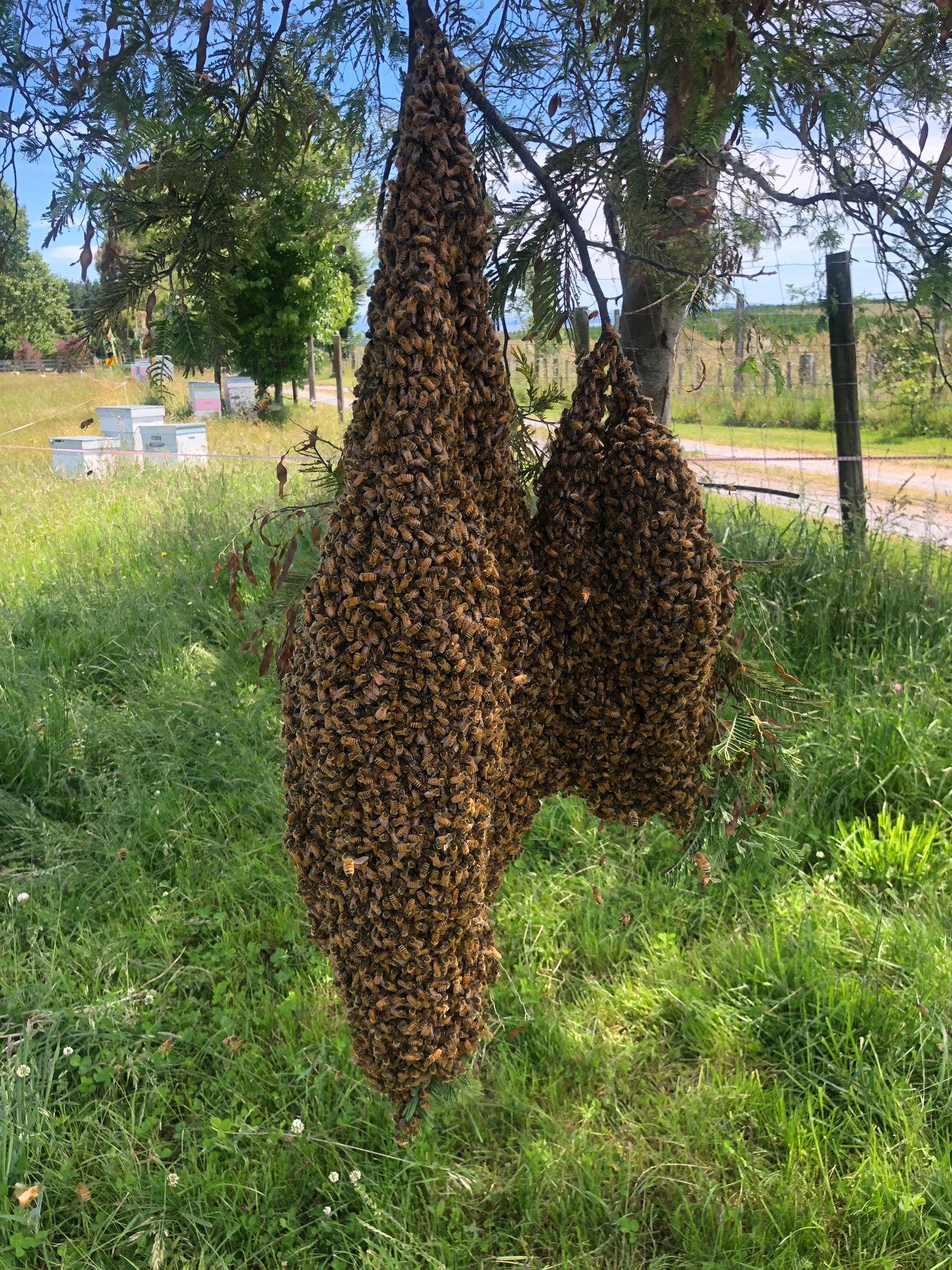 Swarm hanging from a tee branch