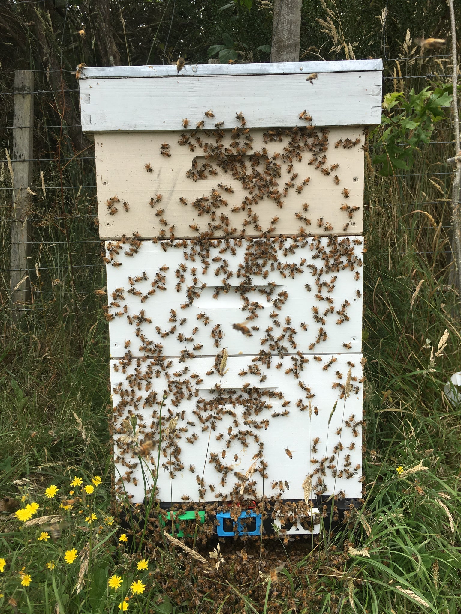 Overcrowded beehive