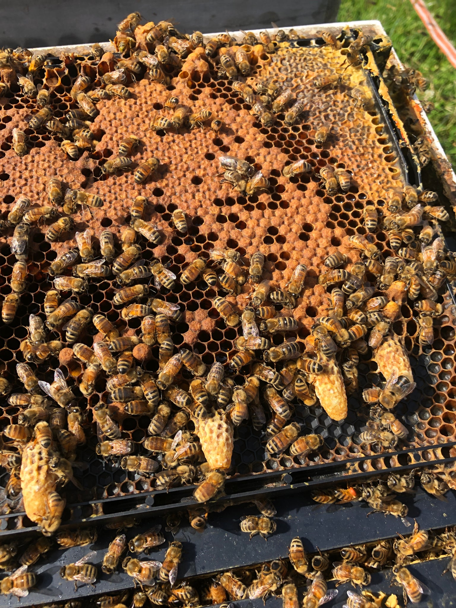 Honey Bee Swarm Cells