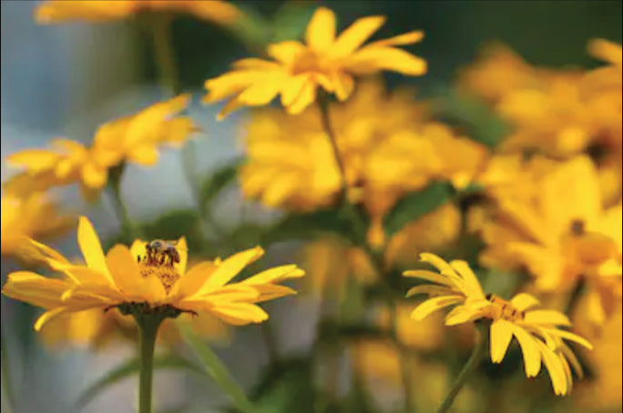 Marigolds