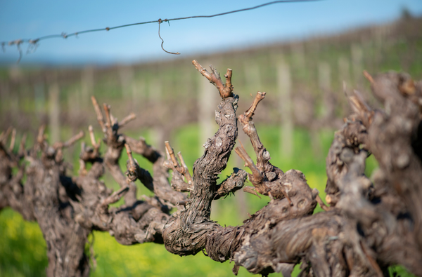 Vineyards Close up