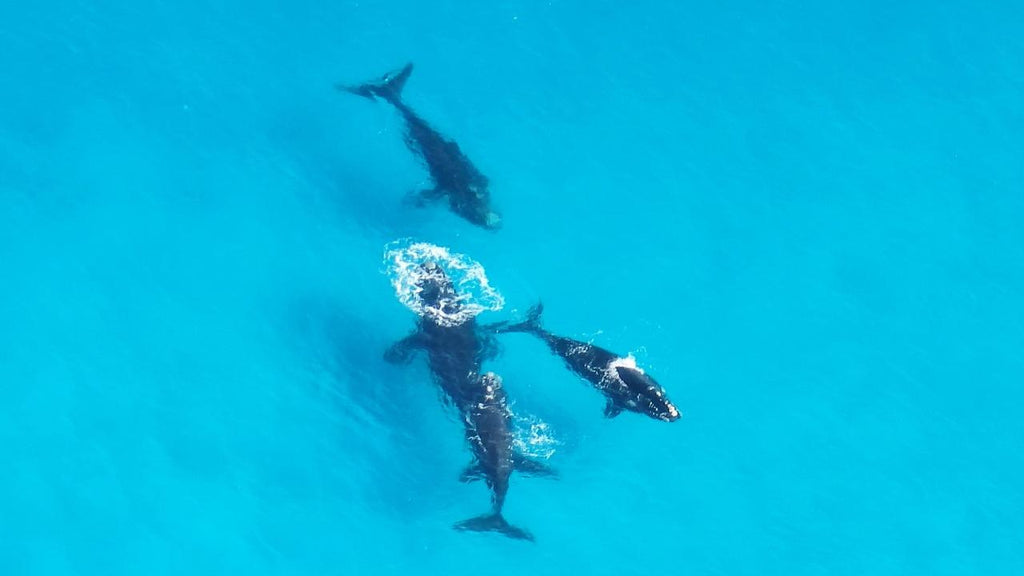 Whales over Thomas River - Cape Arid National Park