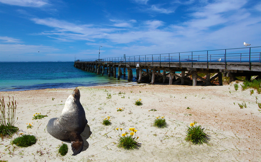 Sammy the Seal at the tanker Jetty along the foreshore prior to the redevelopment and the jetty closed