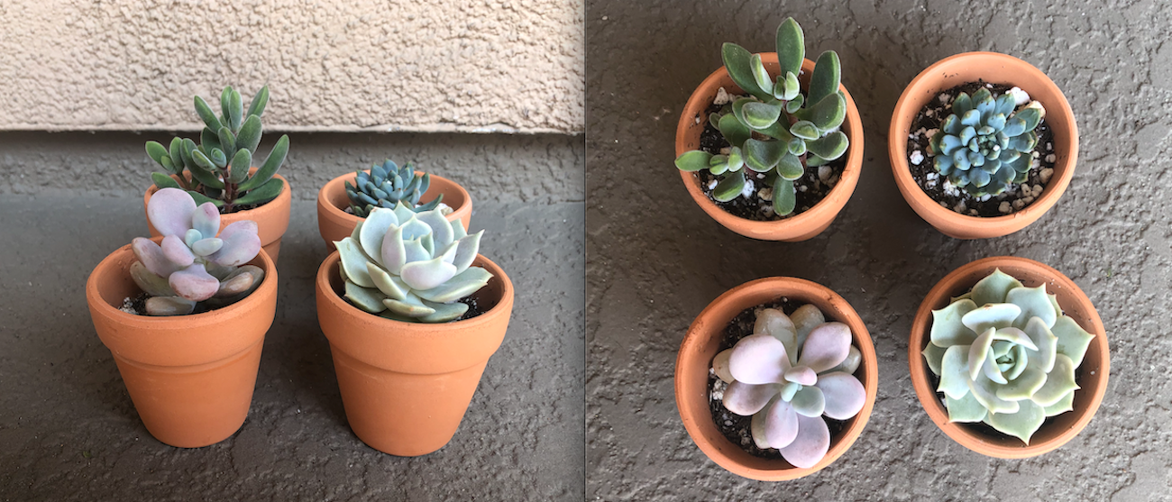 Succulent Growth Rate July 9