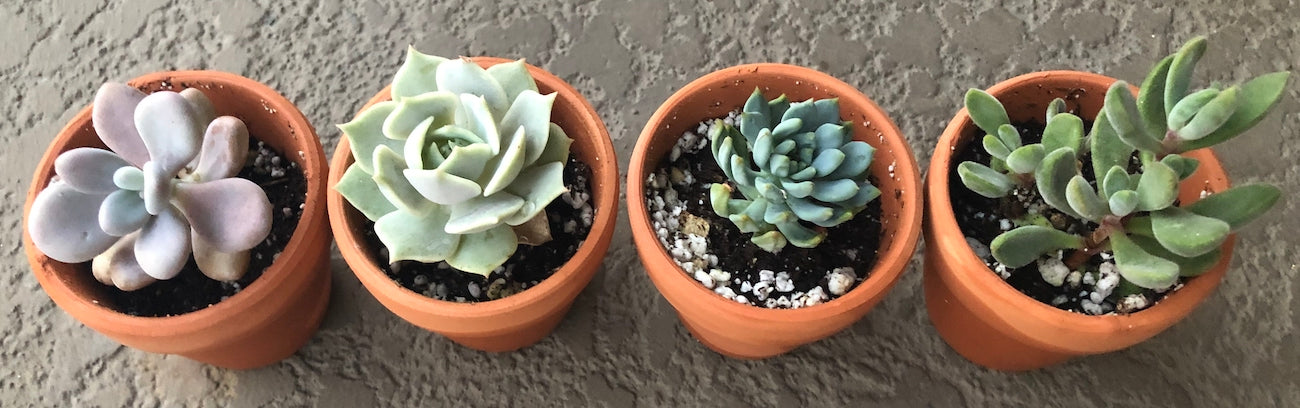 30 Day Succulent Growth Rate Summer