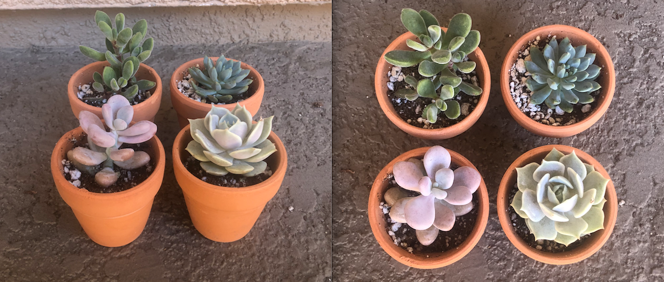 Succulent Growth Rate July 15 Summer