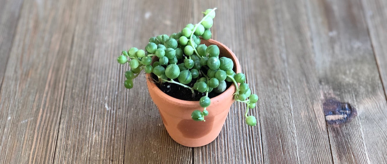 String of Pearls in terra cotta