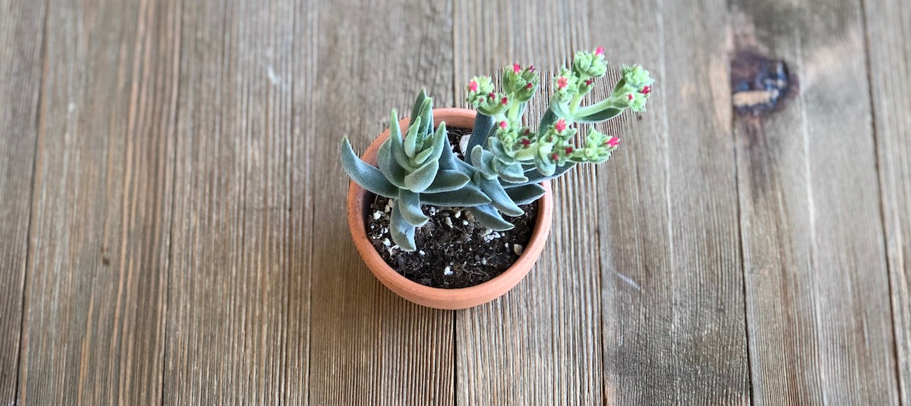 Blooming Crassula mesembryanthemoides hybrid