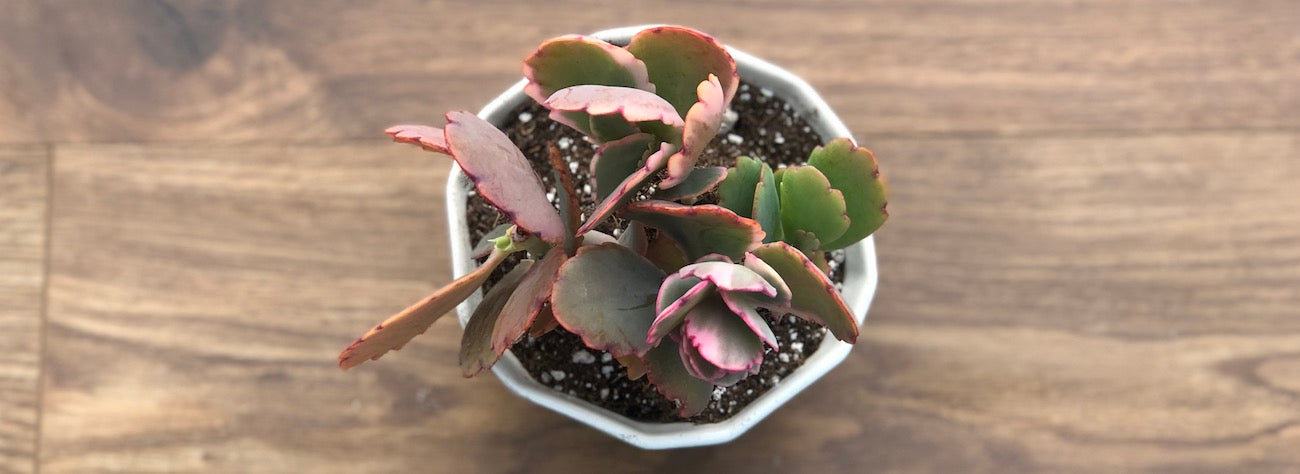 Mature Aurora Borealis Kalanchoe Succulent