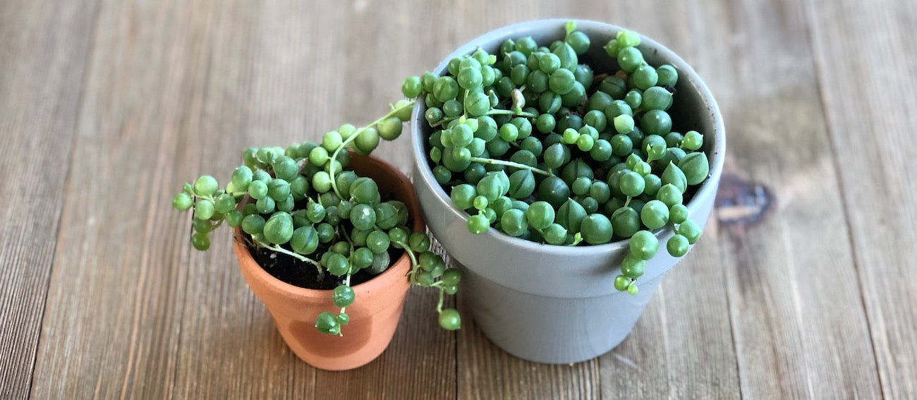 Small and large String of Pearls in pots
