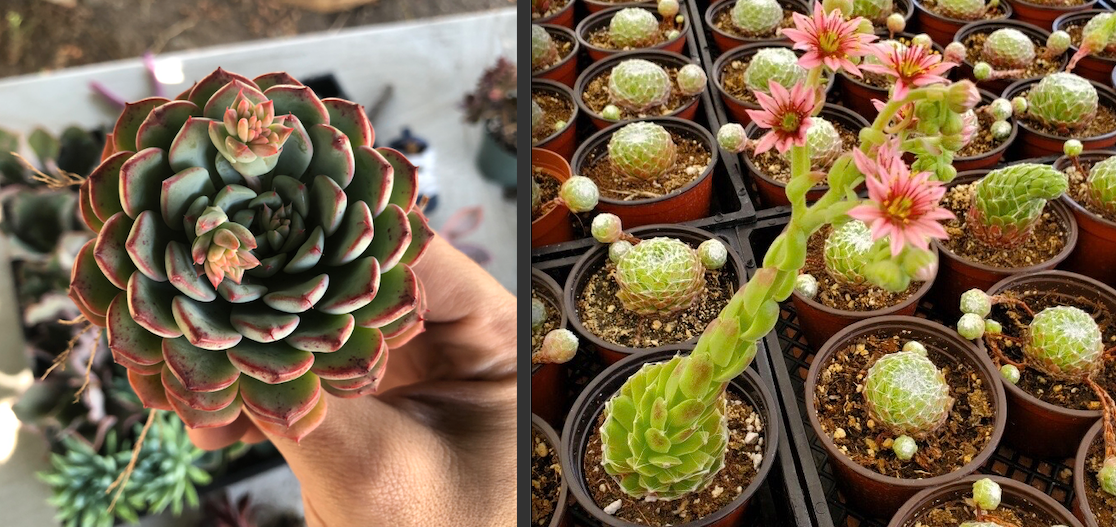 Echeveria and Sempervivum Bloom Differences