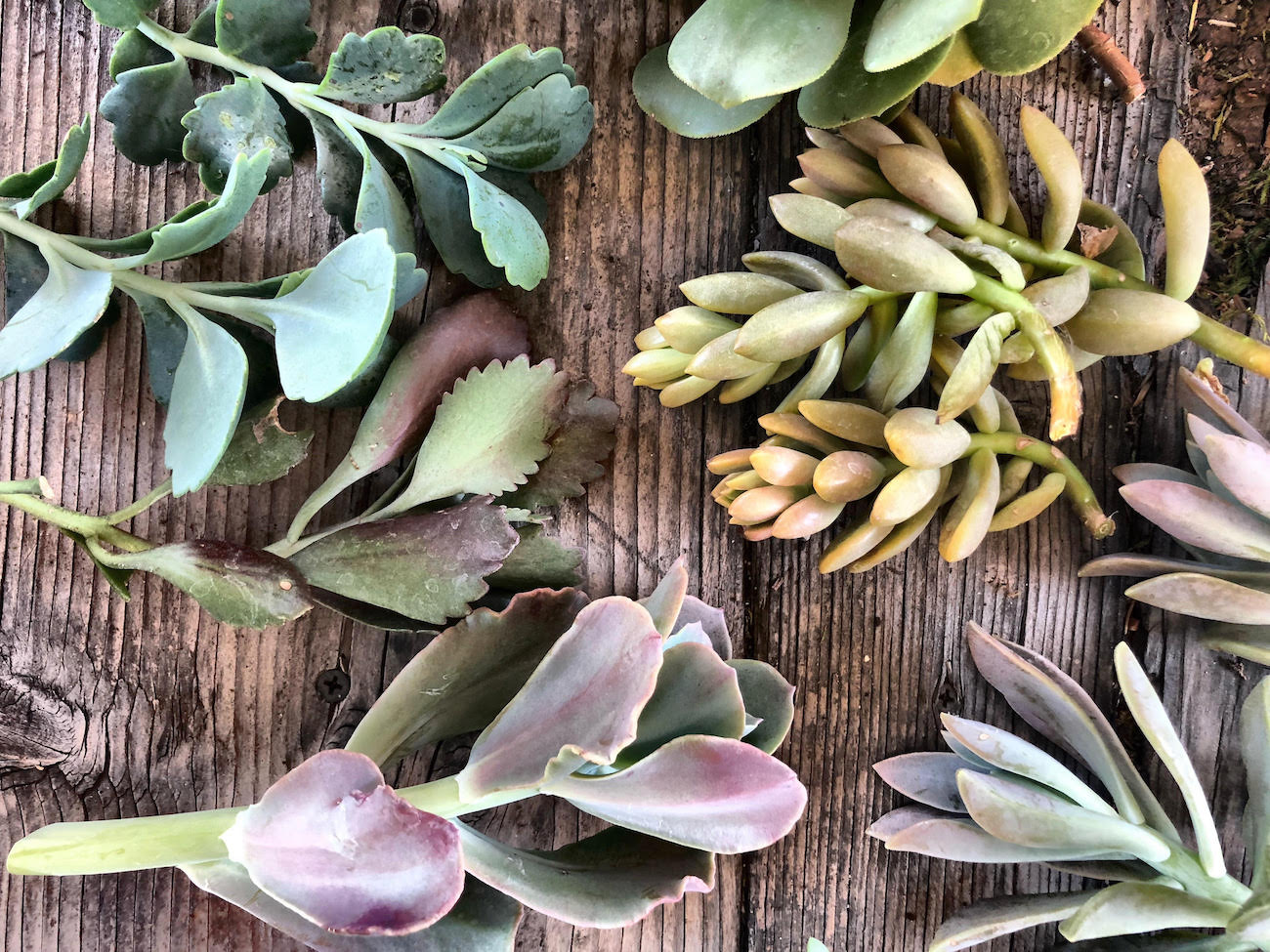 Harddy succulent cuttings