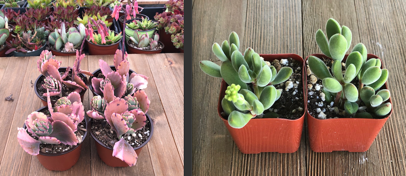 Kalanchoe and Crassula Bloom