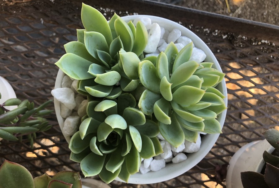 Perfect Pot Size for Succulents