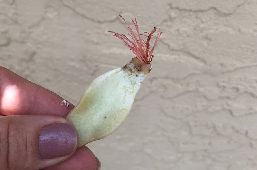 Succulent leaf with roots