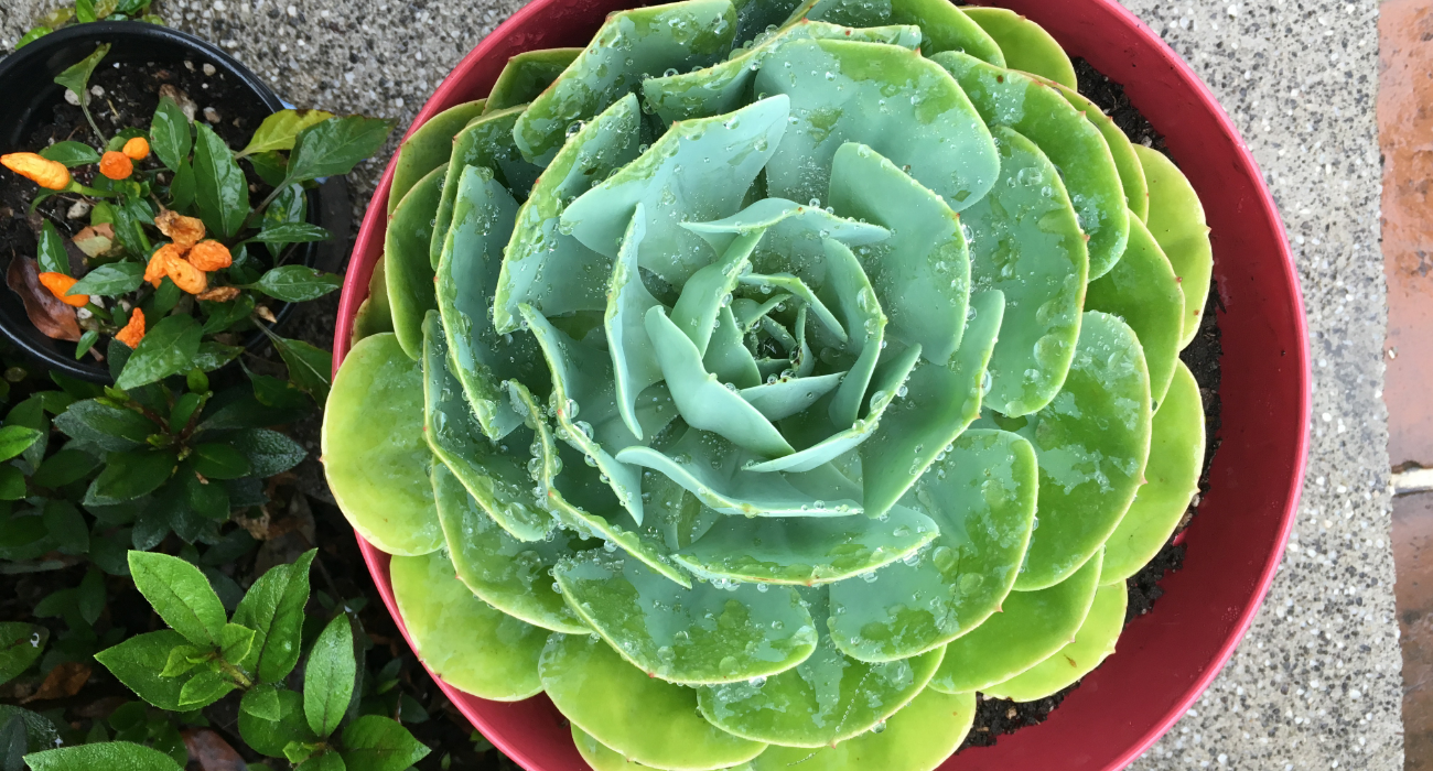 Watered Succulents