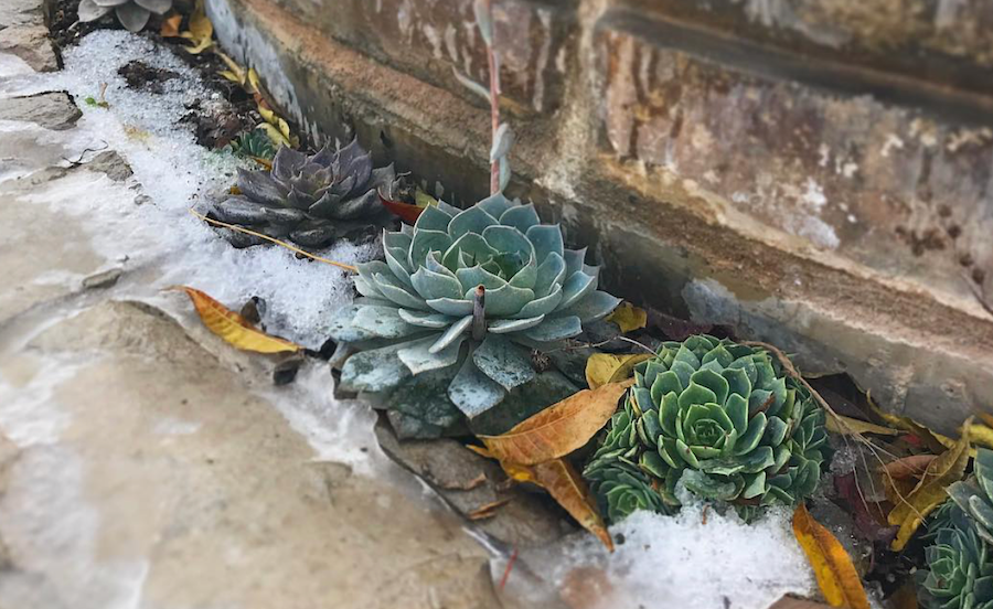 Can I leave succulents outside in winter?