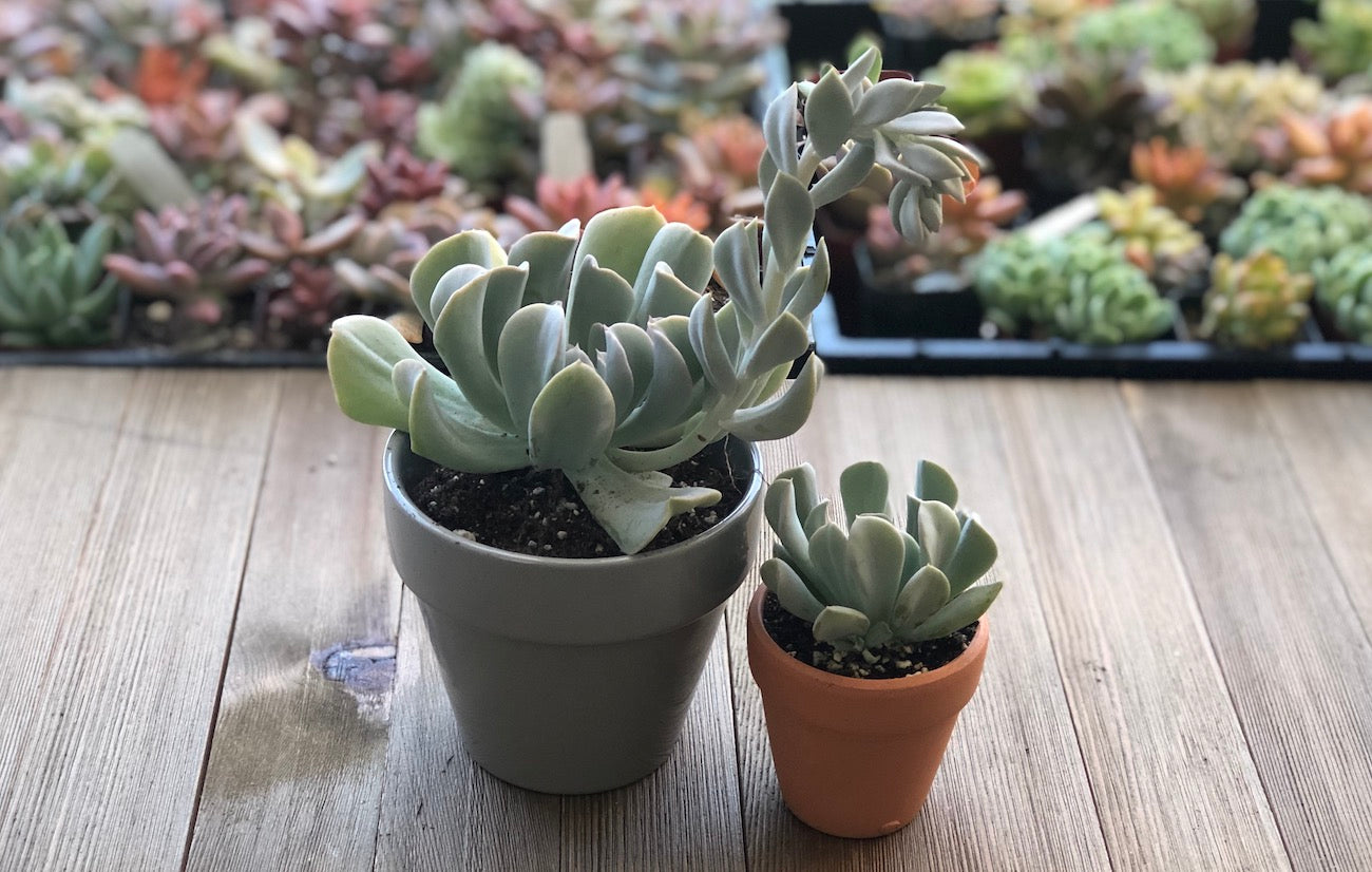 Echeveria Topsy Turvy Succulent Spotlight