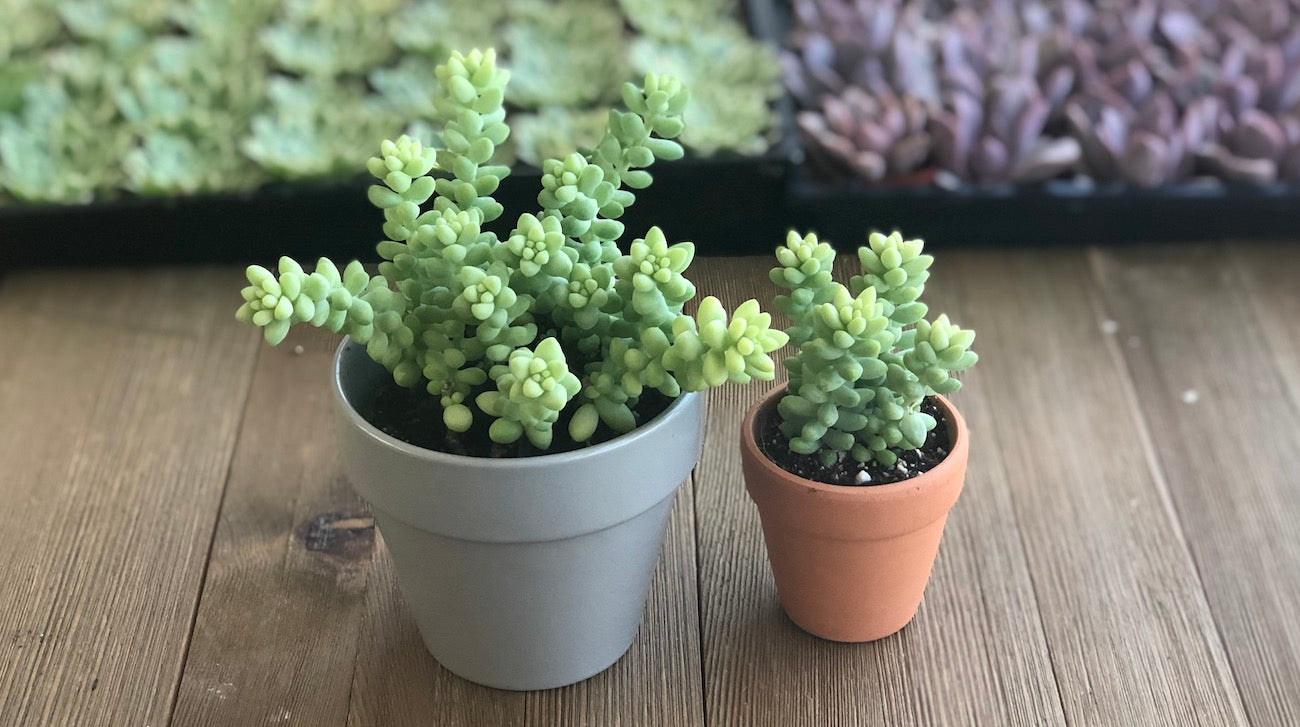 Large and Small Sedum Donkeys Tail