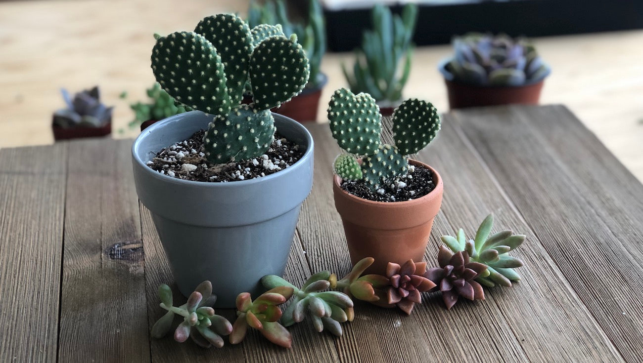 Polka Dot Cacti 