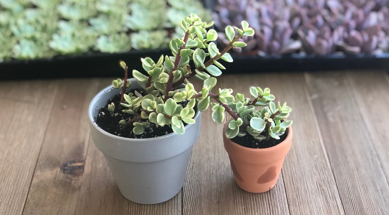 Portulacaria afra Succulent Spotlight Elephant Bush