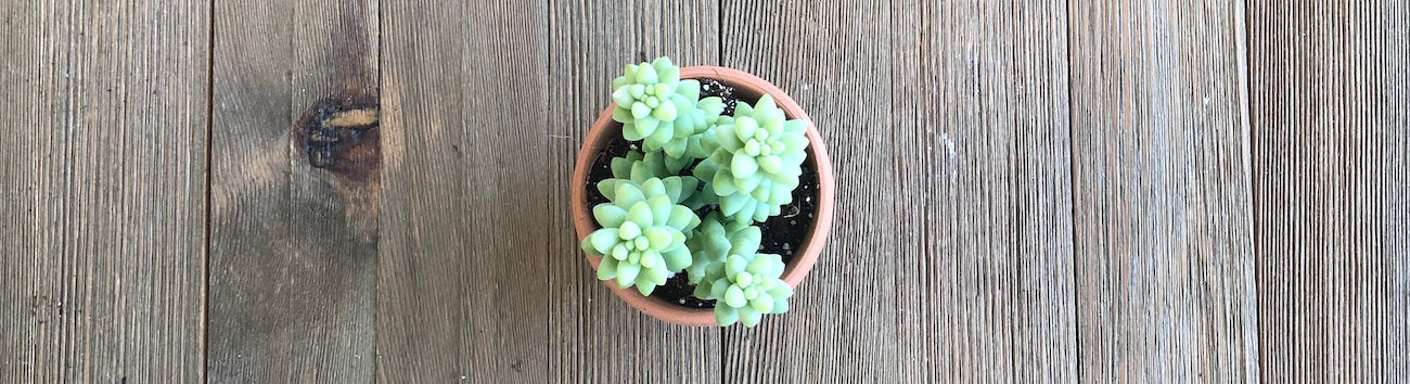 Young Sedum Burros Tail 2 inch size