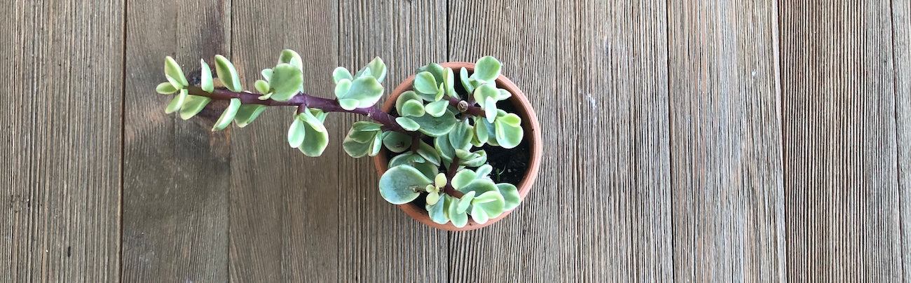 Small Elephant Bush loves purifying the air