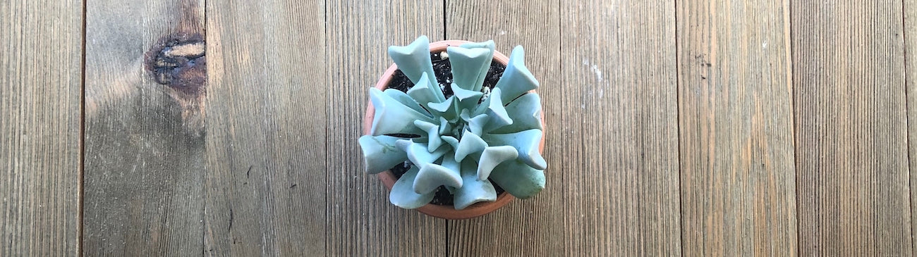 Small Topsy Turvy Echeveria in terra cotta pot