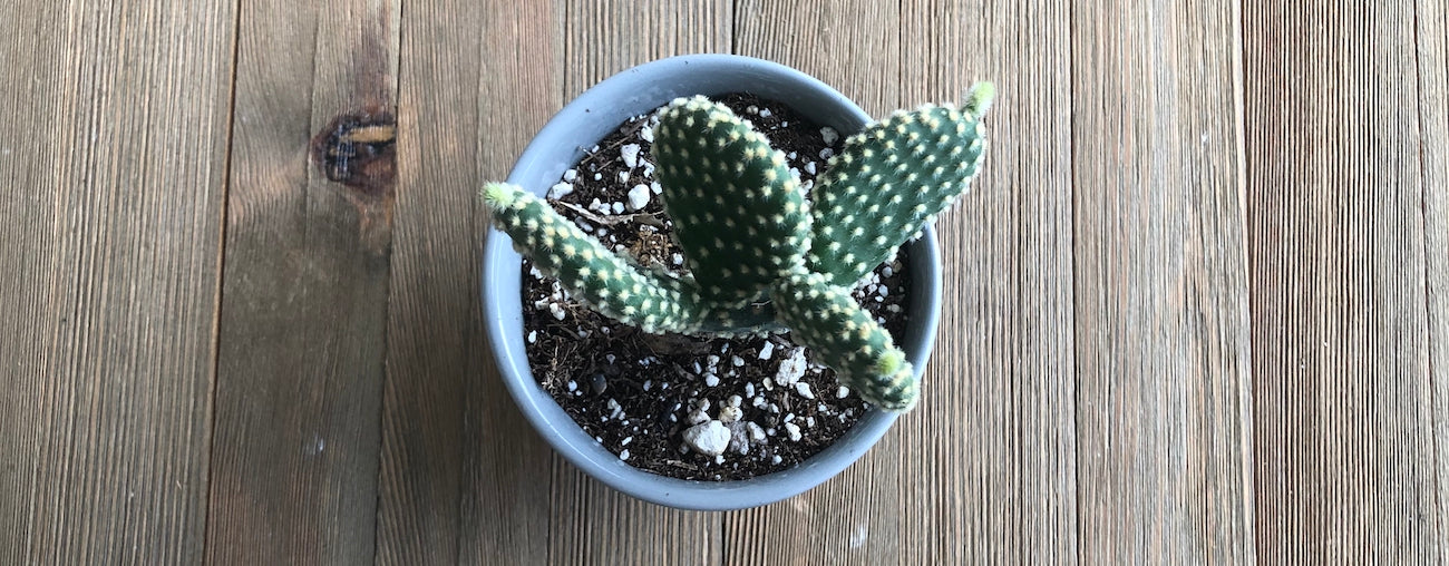 Mature Polka Dot Opuntia microdasys Cacti