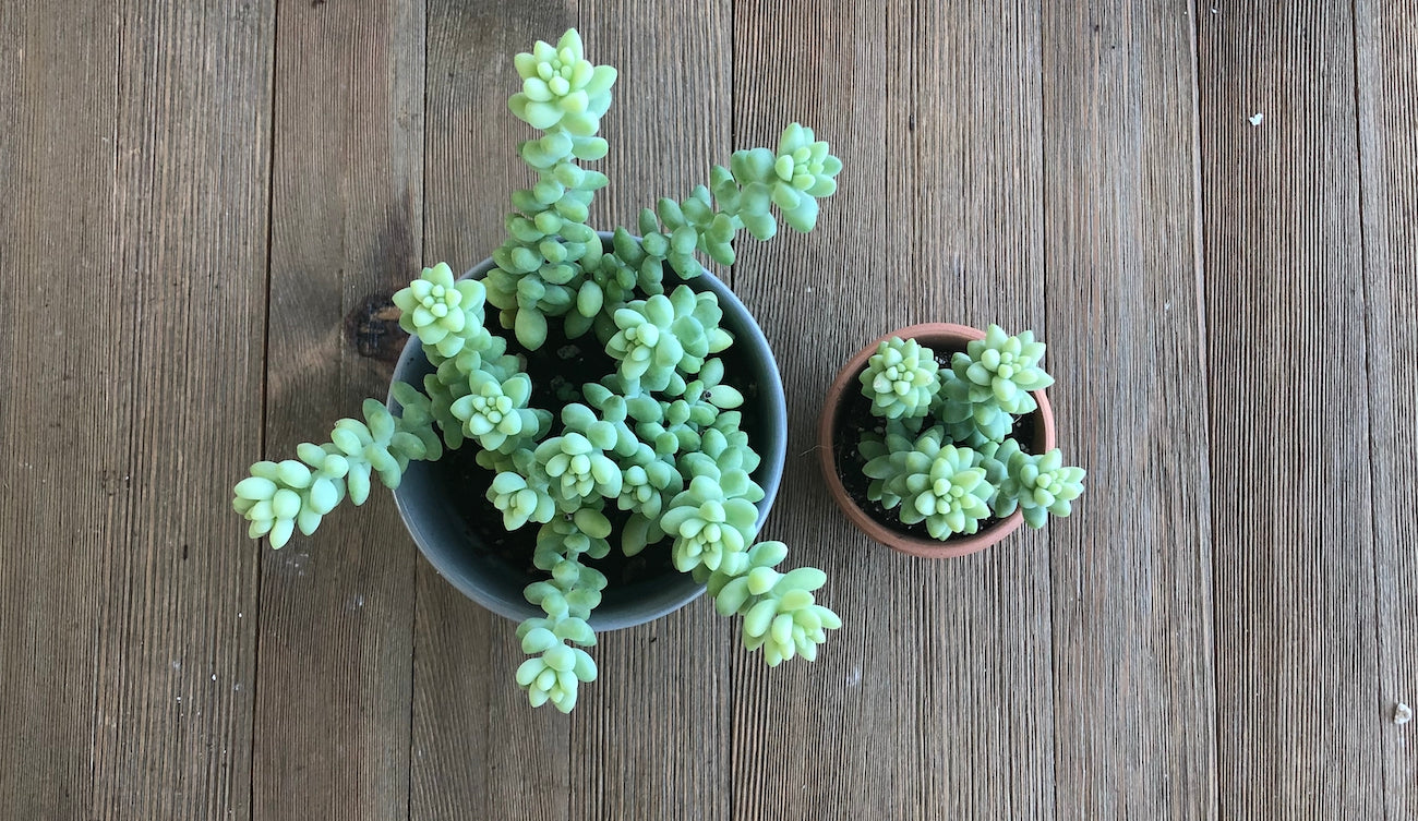 Young and mature sedum morganianum