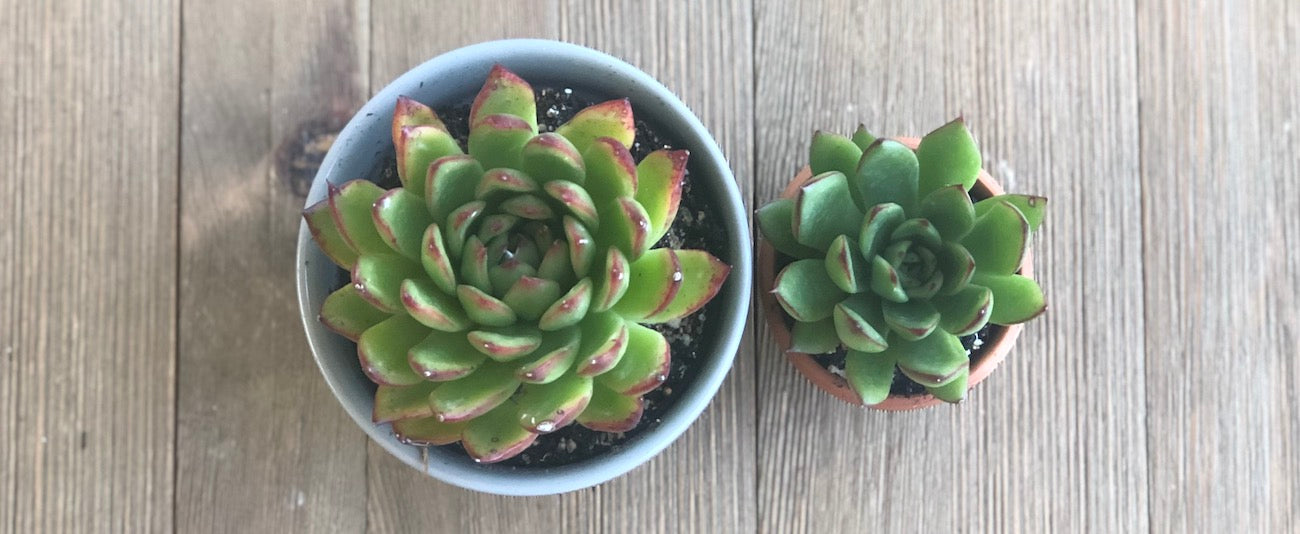 Echeveria agavoides loves full sun, partial shade, bright light