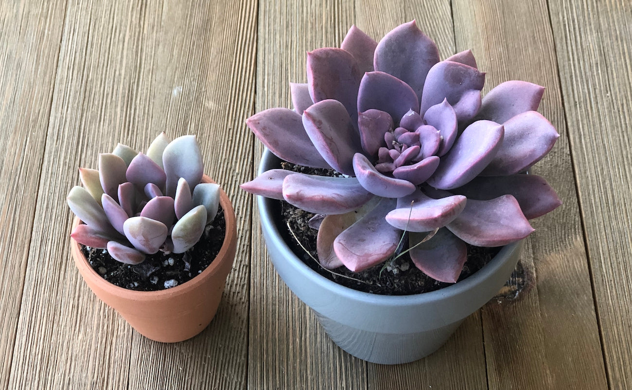 2 inch and 4 inch Graptoveria Debbie