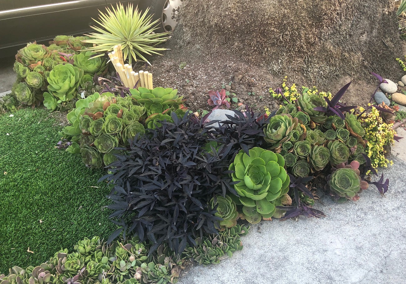 Best Succulent Groundcovers