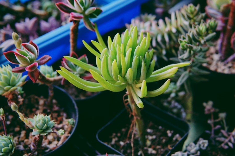 A Newbie's Guide to Hybrid Succulents