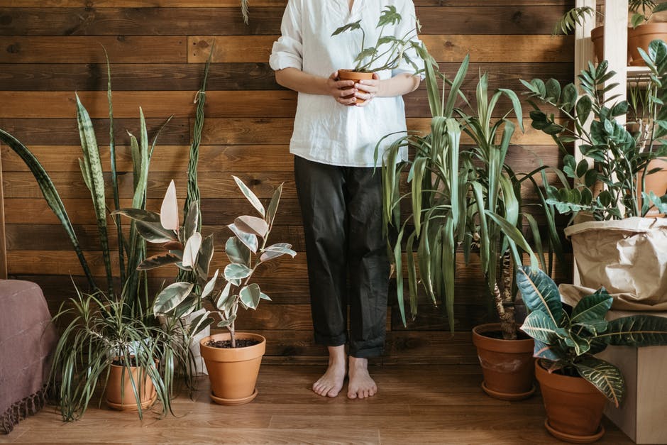 The Ultimate Guide on How to Choose and Care for Indoor Plants