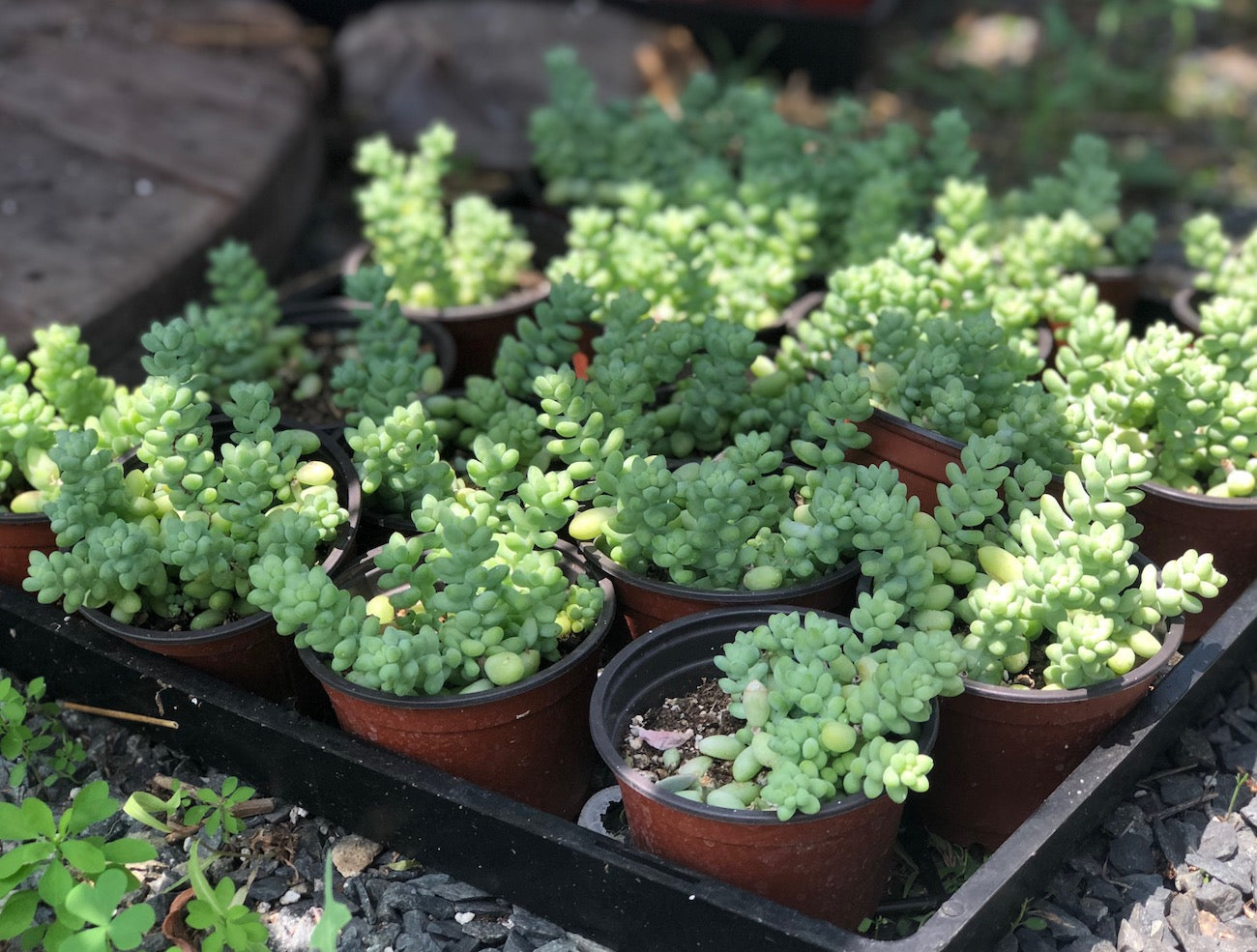 Sedum Donkey Tail Prefer Shade Bright Light