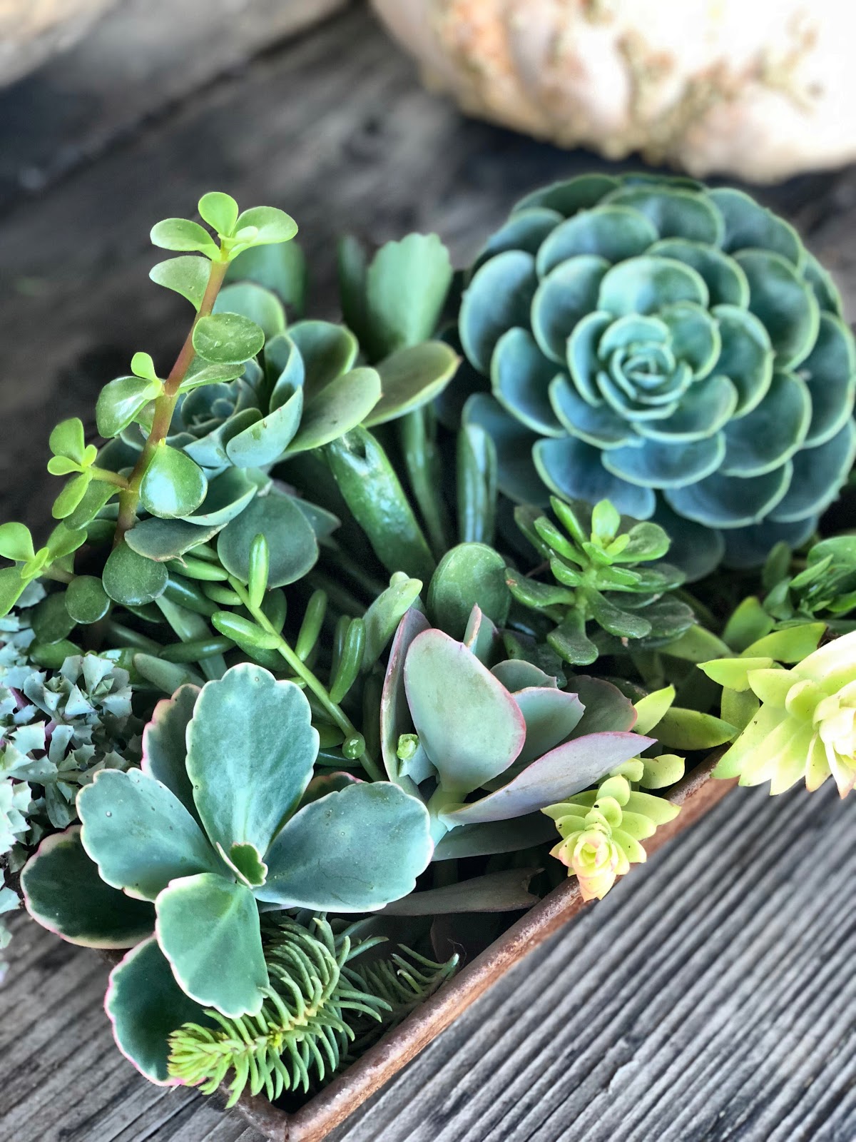 Succulent cuttings for pumpkin arrangements