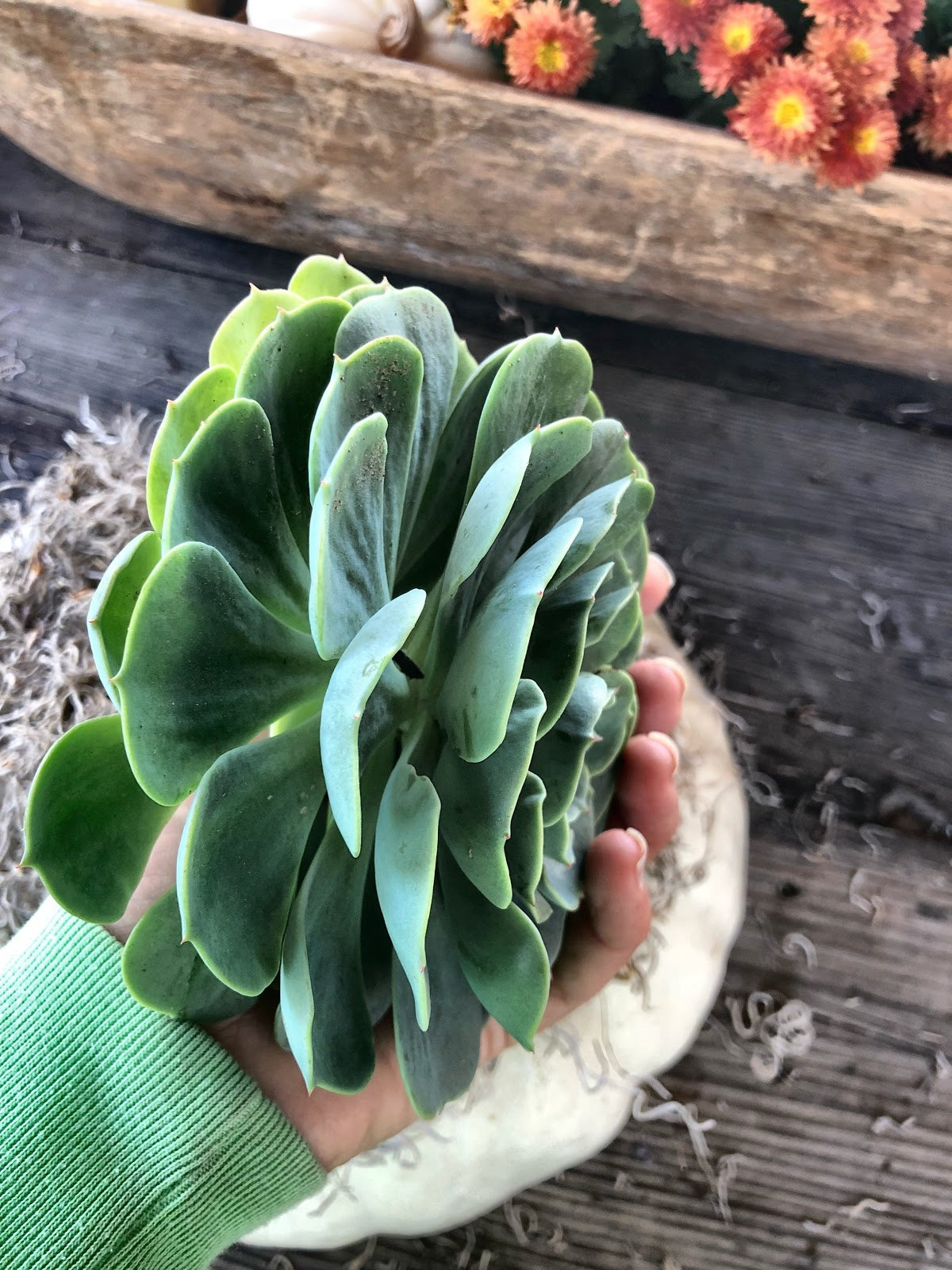 Large rosette succulent cutting 