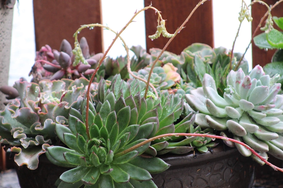 What to do after it rains on your succulent garden