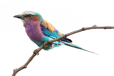 Festival of Colour - African Lilac Breasted Roller